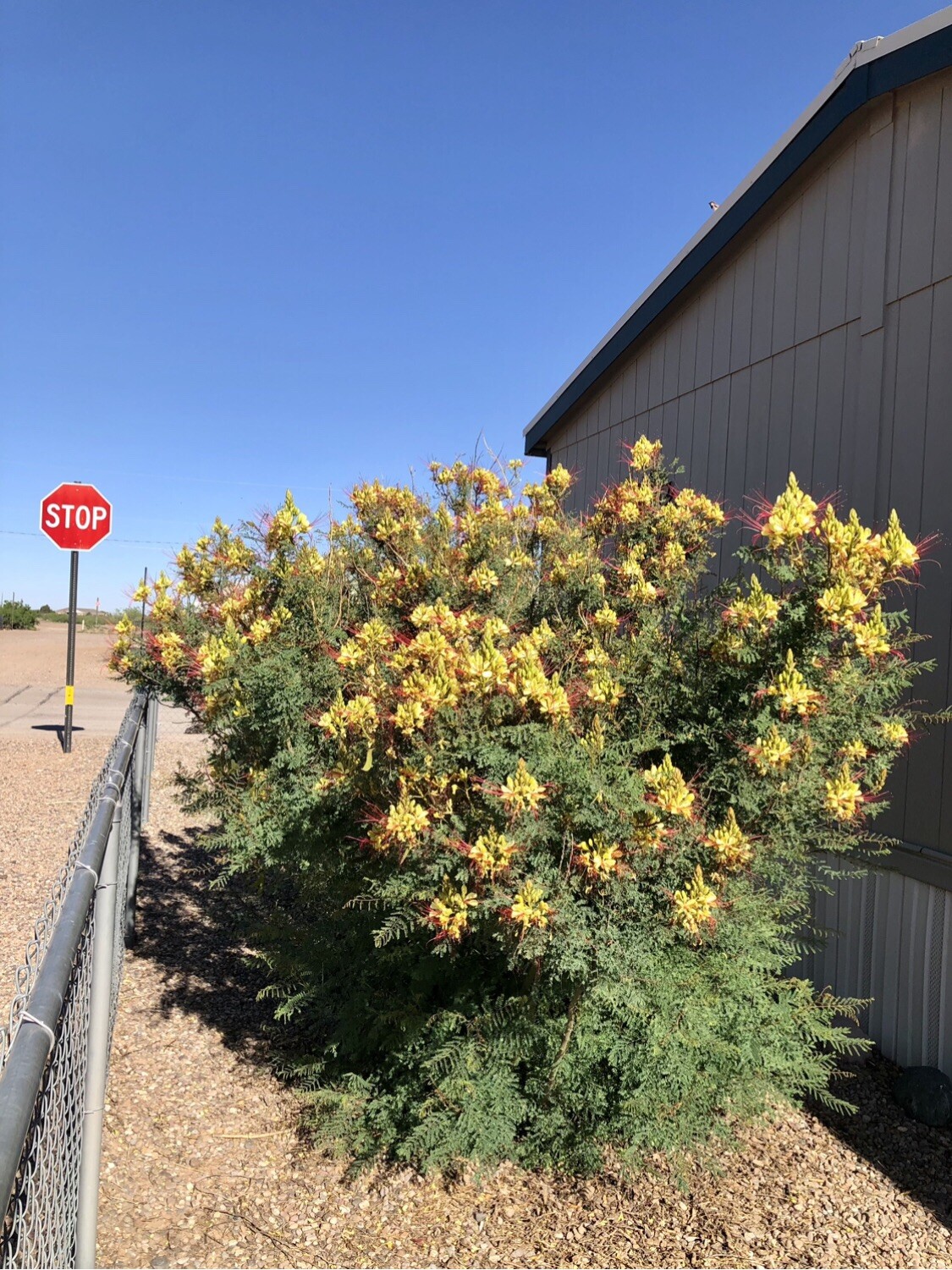 MEXICAN BIRD OF PARADISE Seed, Yellow Flowering Shrub, Home Grown, 15+ Seed