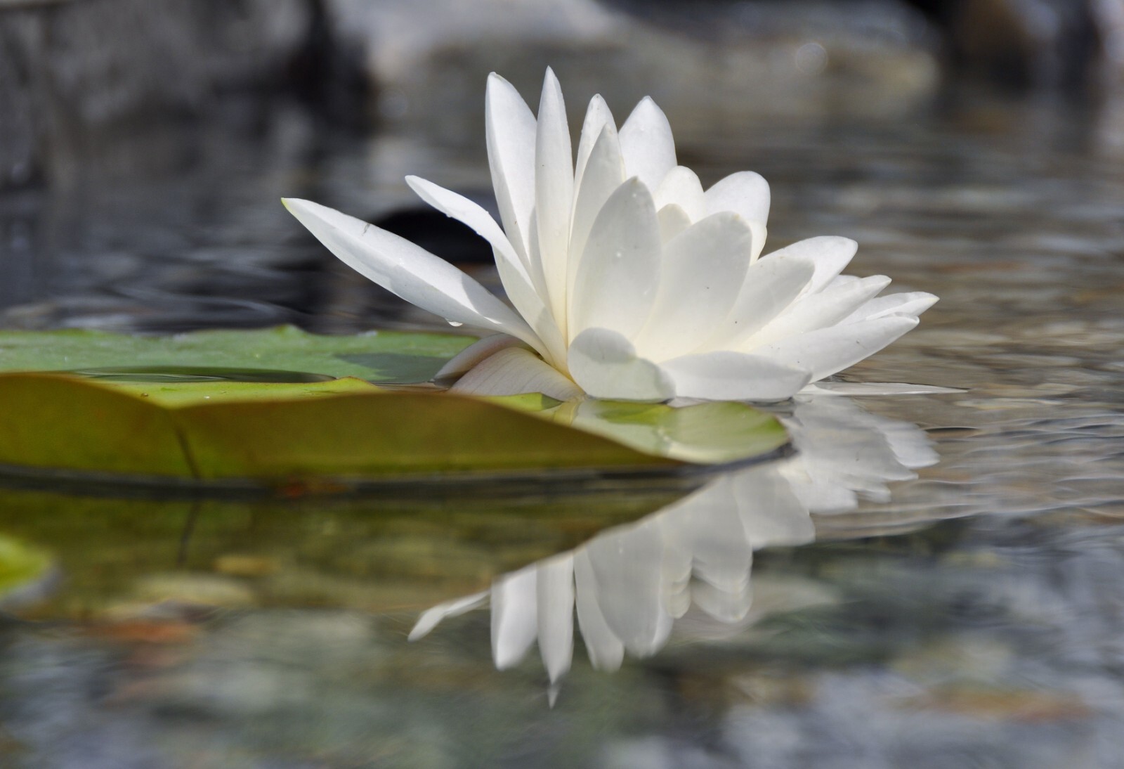 20 Seeds -European White Water Lily- Ponds -Water Features -Nymphaea