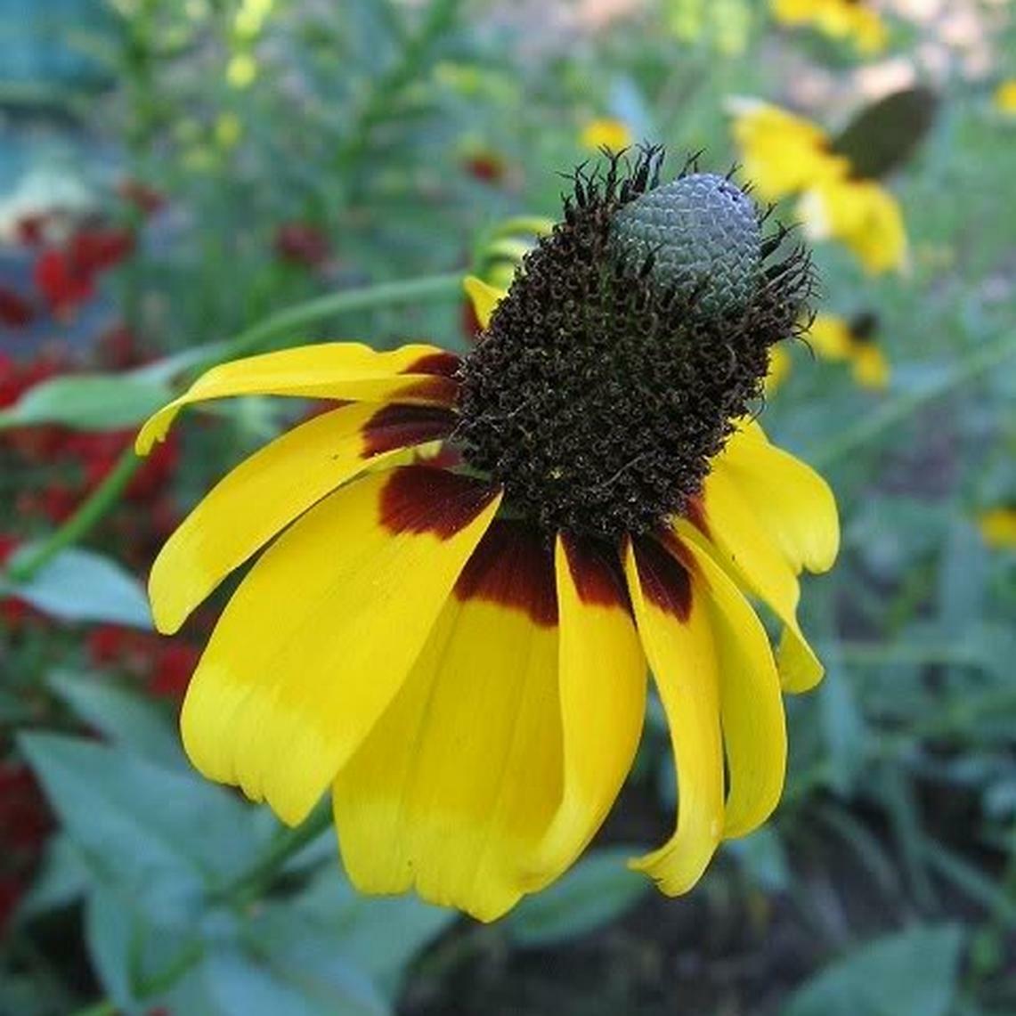 1001+CLASPING Yellow CONEFLOWER Seeds Native Wildflower Pollinators Cut Flowers