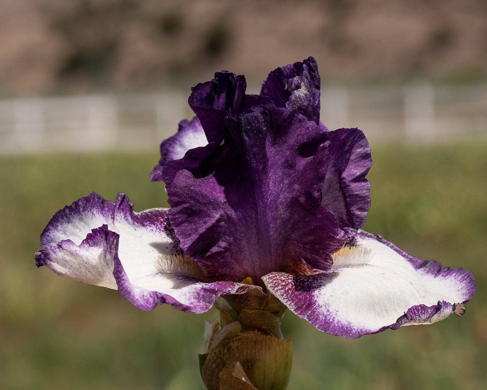 **FOOTLOOSE** Tall Bearded Iris. Pre-Order, Combined Shipping: Jul – Sep