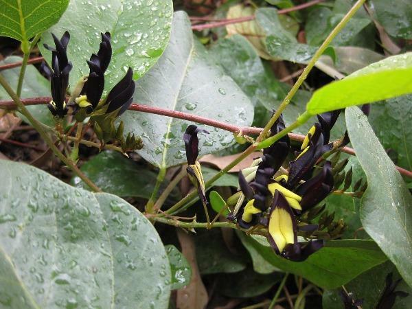 Kennedia nigricans | Black Coral Pea | 15 Seeds