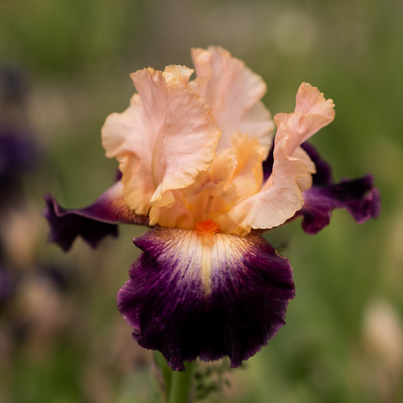 **HIGH EMOTION** Tall Bearded Iris. Pre-Order, Combined Shipping: Jul – Sep