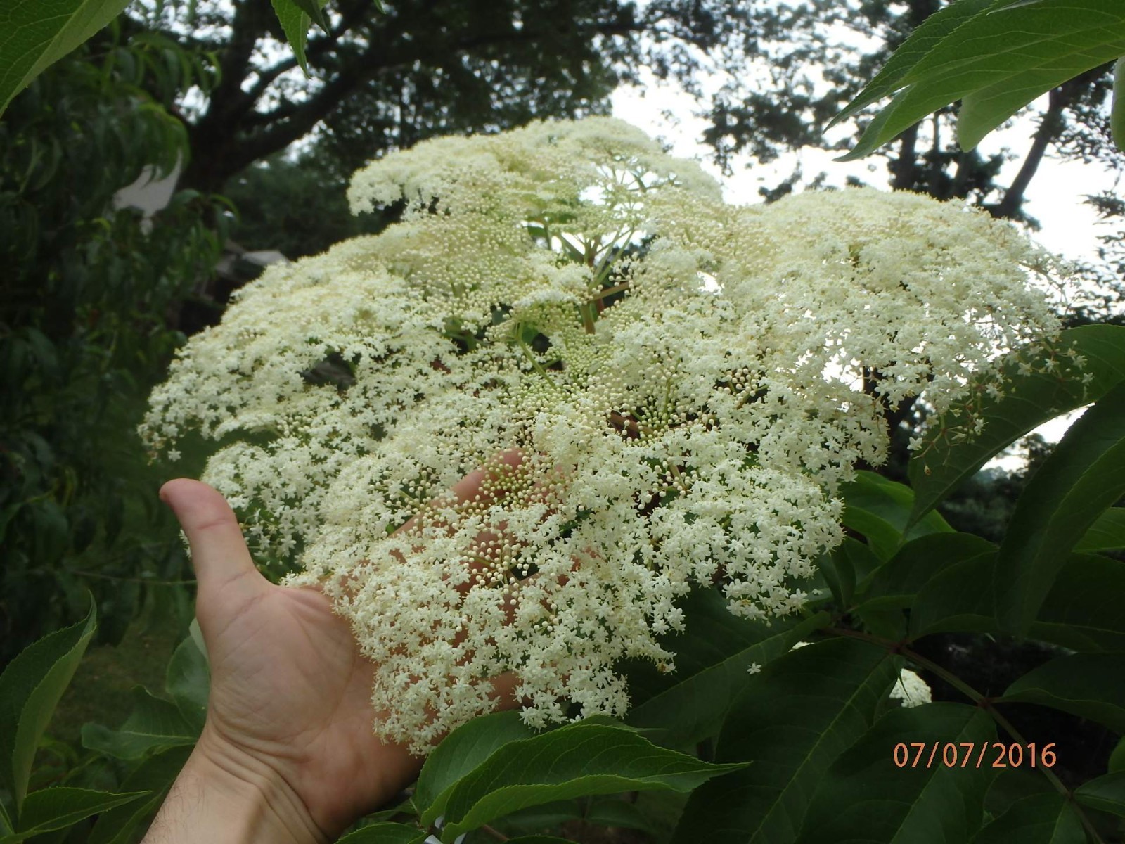 One live rooted plant of Elderberry “Sampo”, sent in box