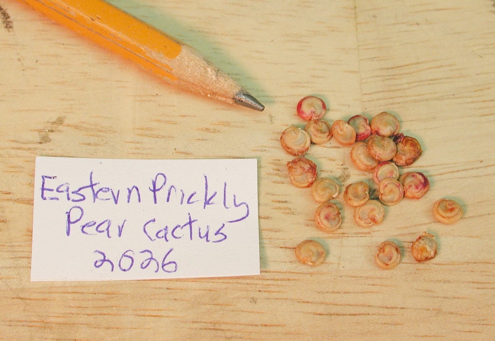 20 EASTERN PRICKLY PEAR CACTUS SEEDS – spineless, large pads -NJ cold hardy