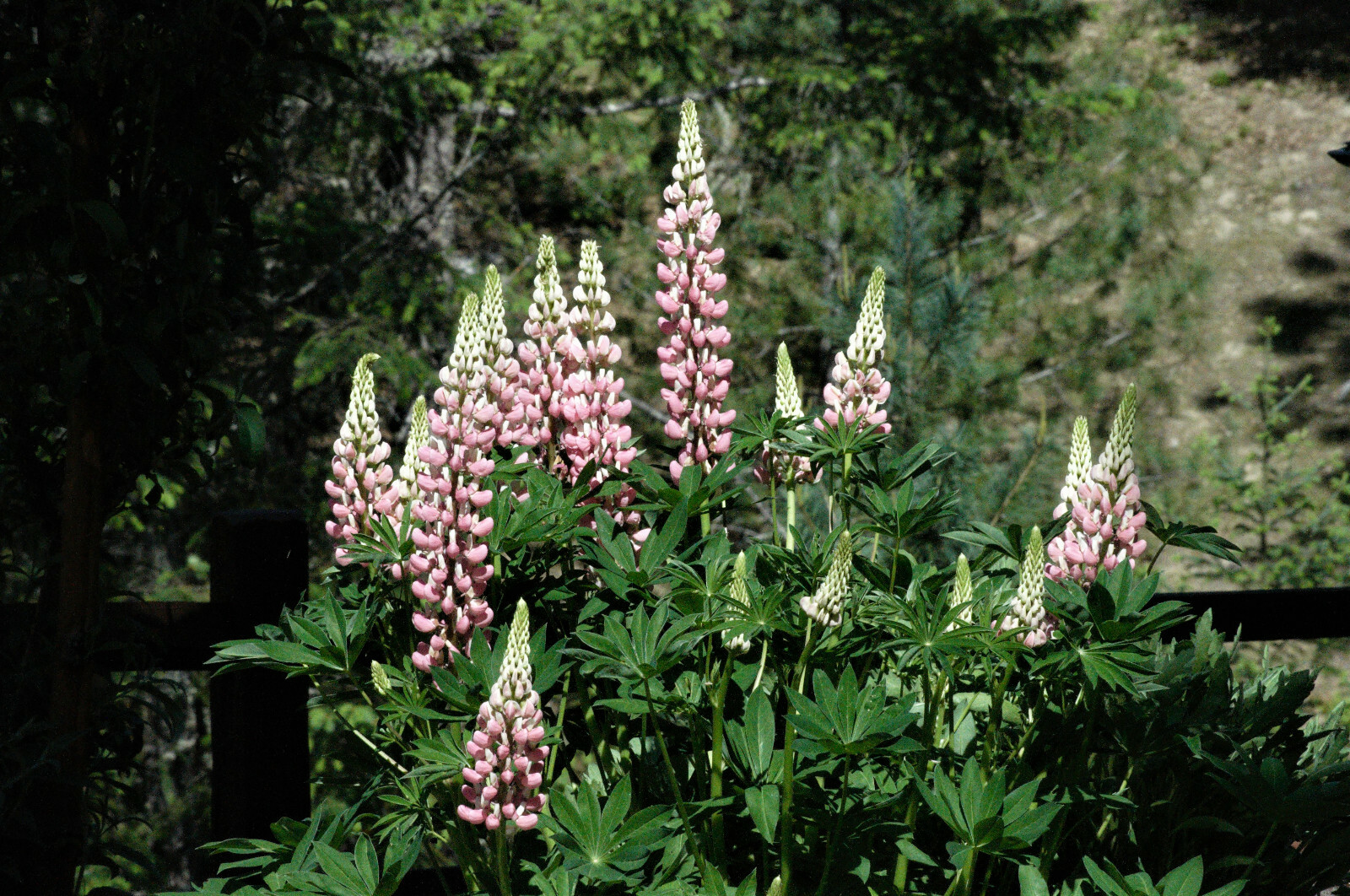 Perennial Flower Seeds LUPINE Lupinus Polyphyllus Pink & White 20 Seeds