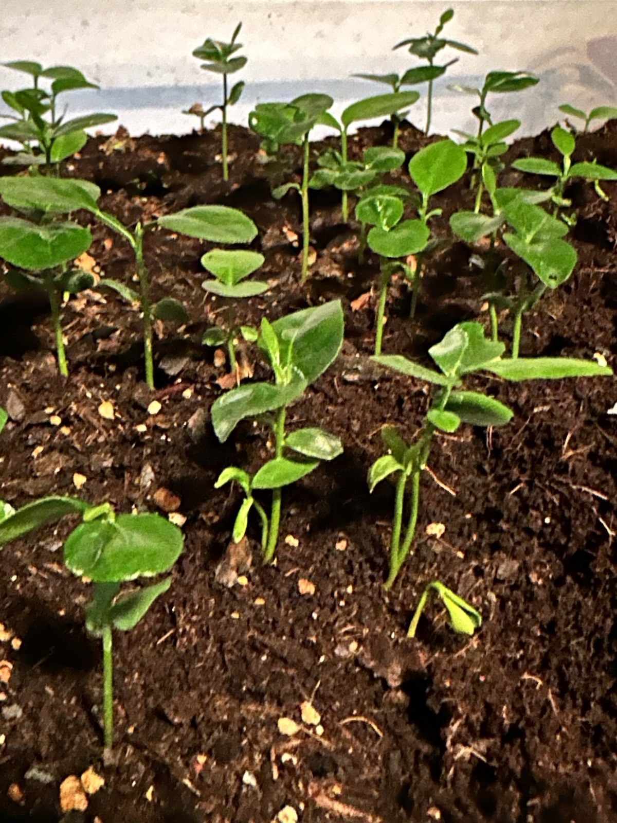 100+ Kaffir Lime Seeds Harvested 9/2025 Always Fresh And New Seeds มะกรูด