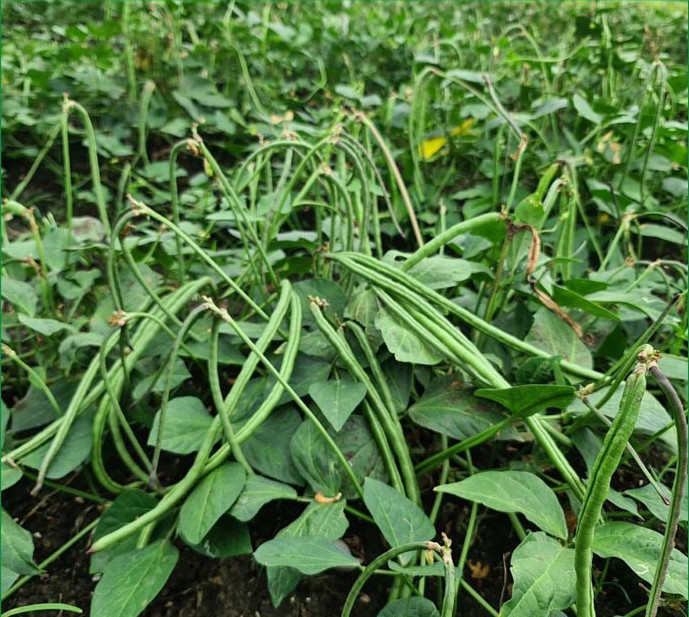 Bush Long Green Bean Seeds | Đậu Đũa Bụi Ngọt | Non GMO