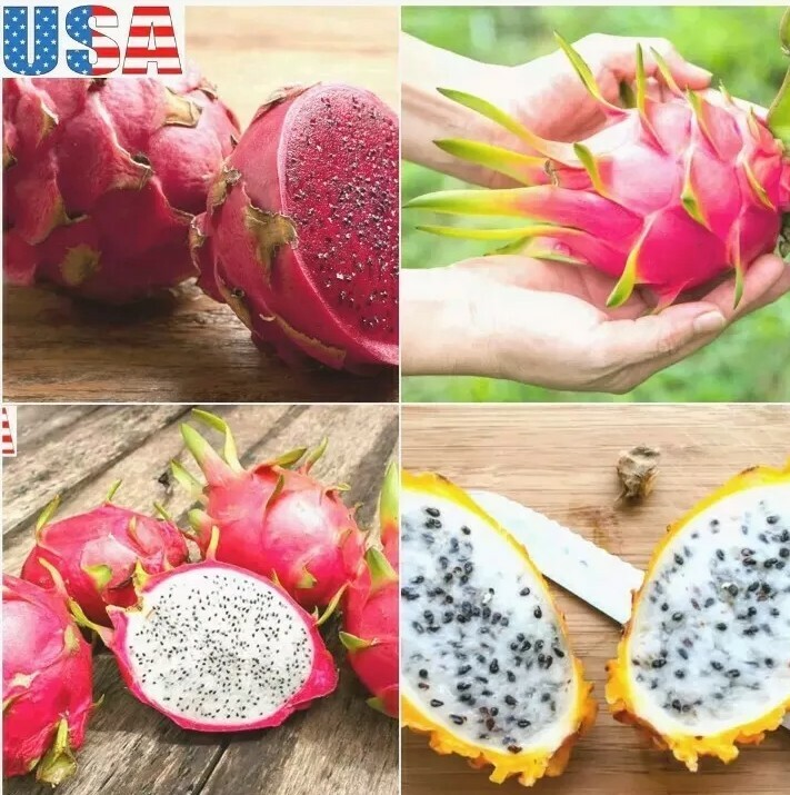 40 Dragon Fruit seeds( 10 Red, 10 purple, 10 Yellow, 10 White) individual packag