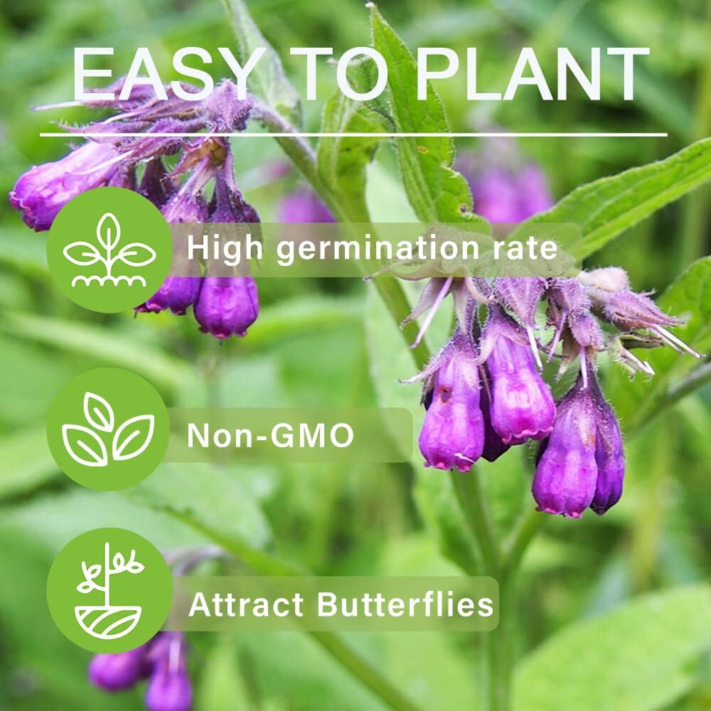 80 Symphytum Officinale Comfrey Seeds – Non-GMO Heirloom Fresh Garden Seeds