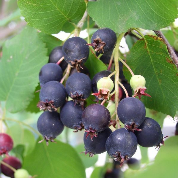 Saskatoon Serviceberry, Amelanchier alnifolia, Seeds