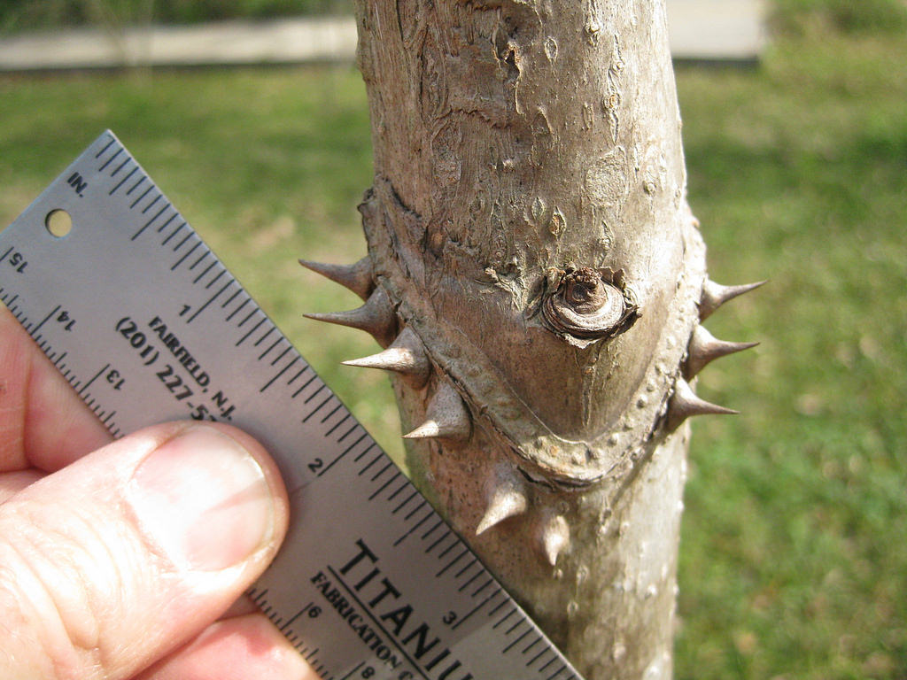12-24 inches tall Aralia spinosa American Angelica Tree DEVIL’S WALKINGSTICK