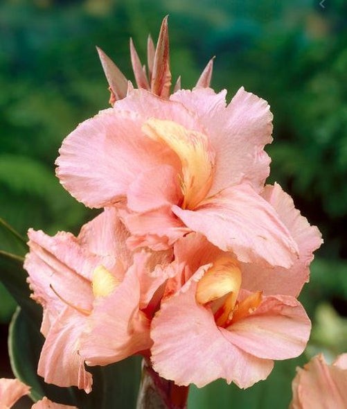 Blue Buddha Farm: Salmon Beauty Canna Lily Bulb | Blue Buddha Farm