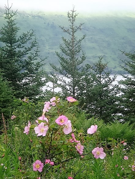 15 Pink WOOD’S ROSE Bush Mountain Rose Rosa Woodsii Fragrant Flower Seeds