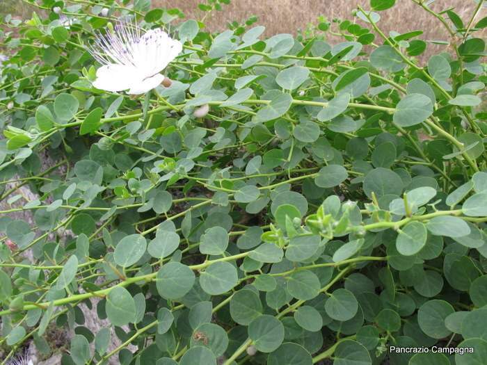 Caper Bush, Capparis spinosa, Seeds (Edible, Showy, Fragrant)