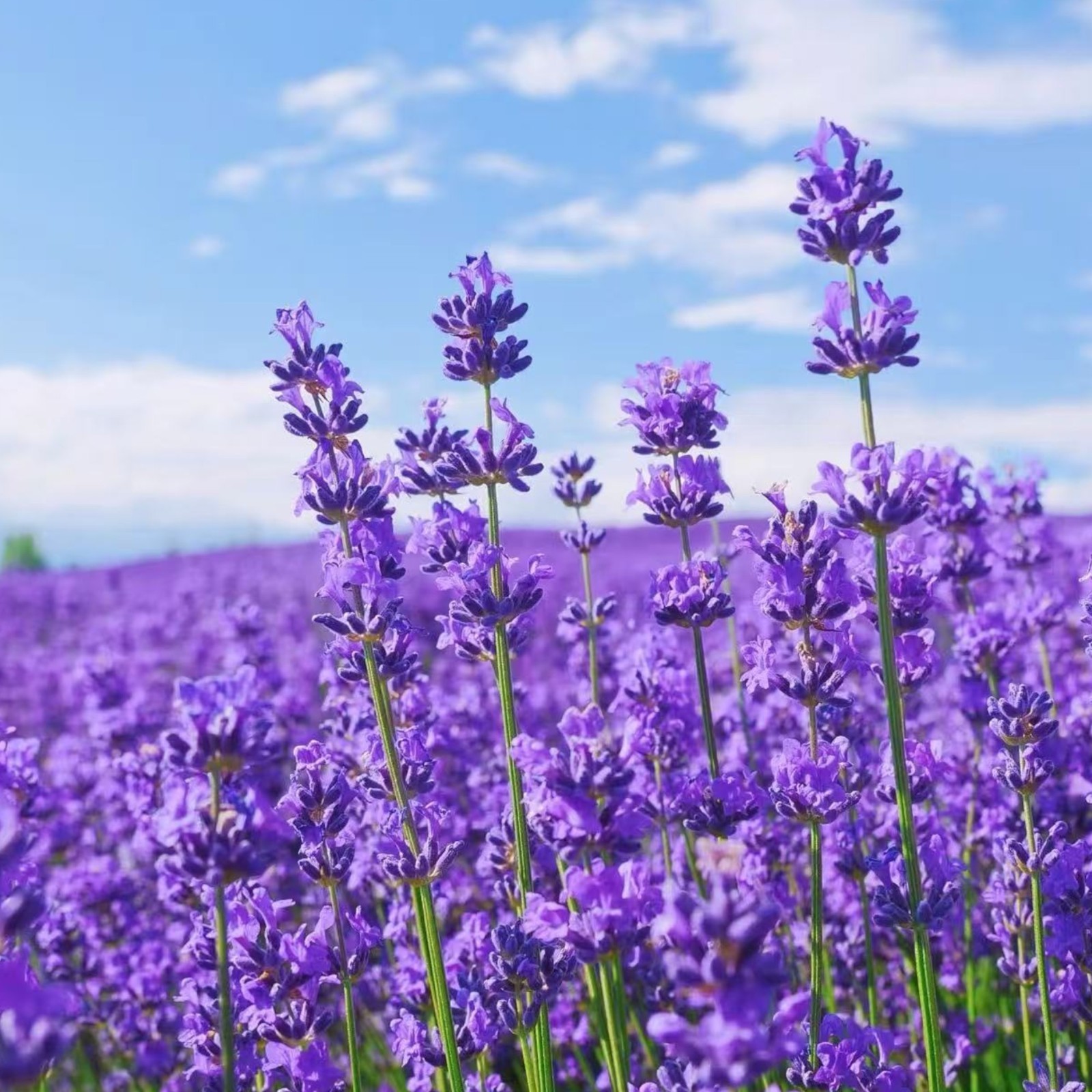 1000 Lavender Seeds – Fragrant Perennial Herb for Gardens Borders Zones 5–9