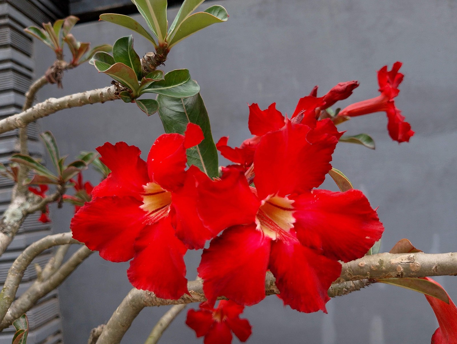 10 Mixed DESERT ROSE / ADENIUM Obesum African Houseplant Flower Seeds *Comb S/H
