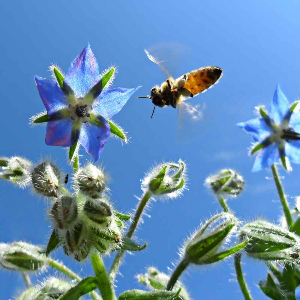 1 OZ Heirloom Borage Herb Seeds For Microgreens or Sprouting