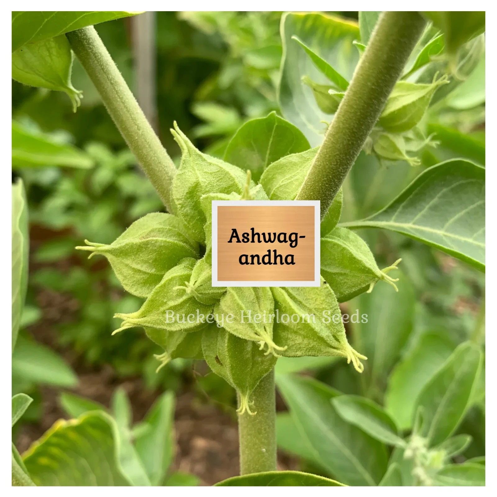 Ashwagandha | 200 Seeds | Withania somnifera | Ayurvedic Herb