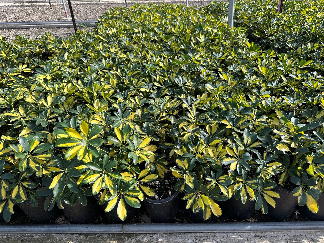 Umbrella Plant. Schefflera Arborcola 10 Seeds. Free Shipping!