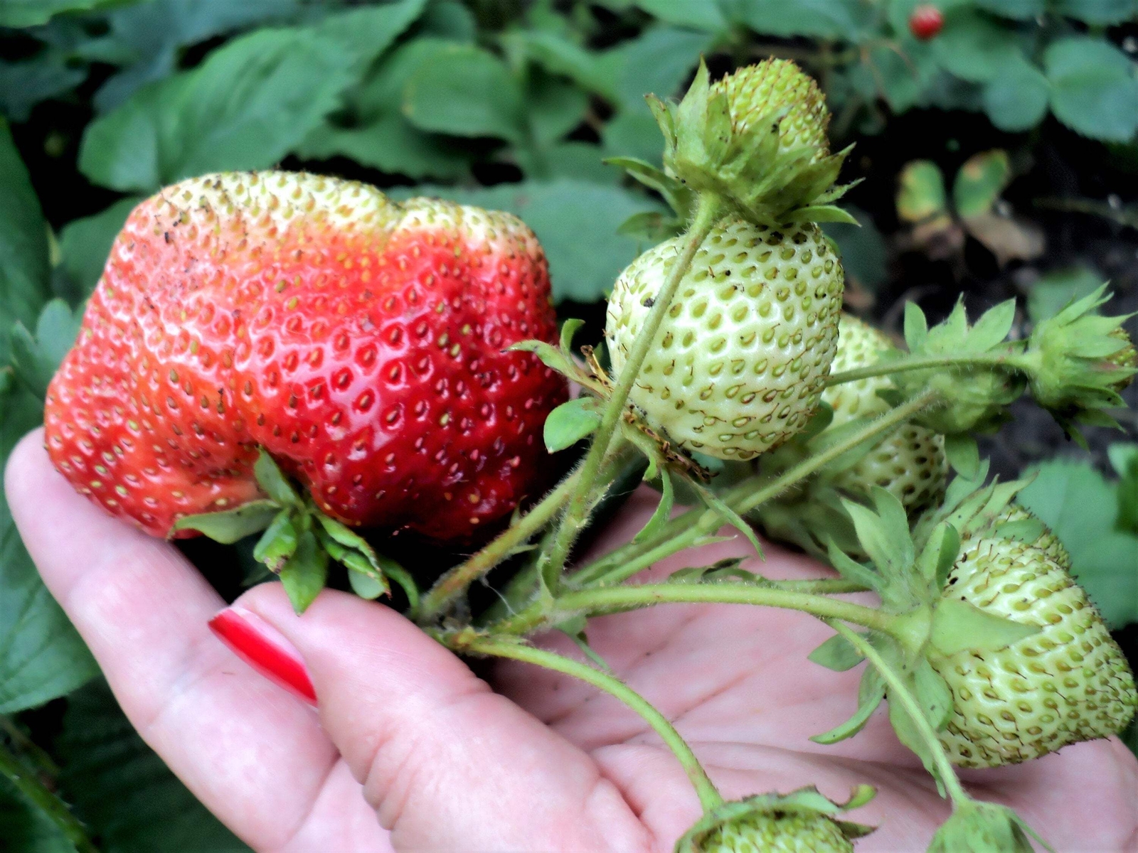15 GIANT STRAWBERRY Fragaria JuneBearing Huge Red Berry Fruit White Flower Seeds
