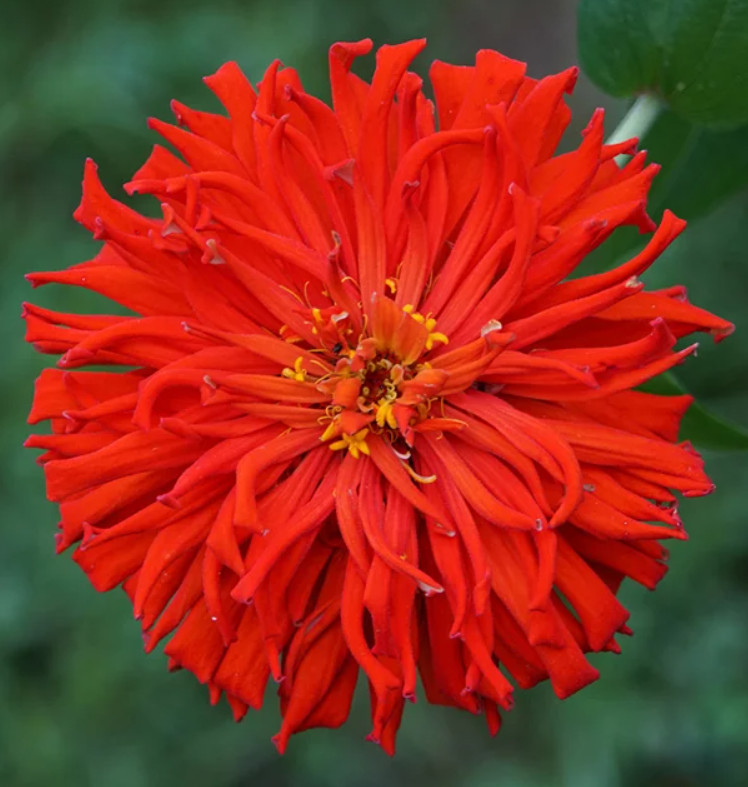 Zinnia elegans RED CACTUS GIANT Huge 4-5″ Blooms! Cut Flowers Non-GMO 100 Seeds!