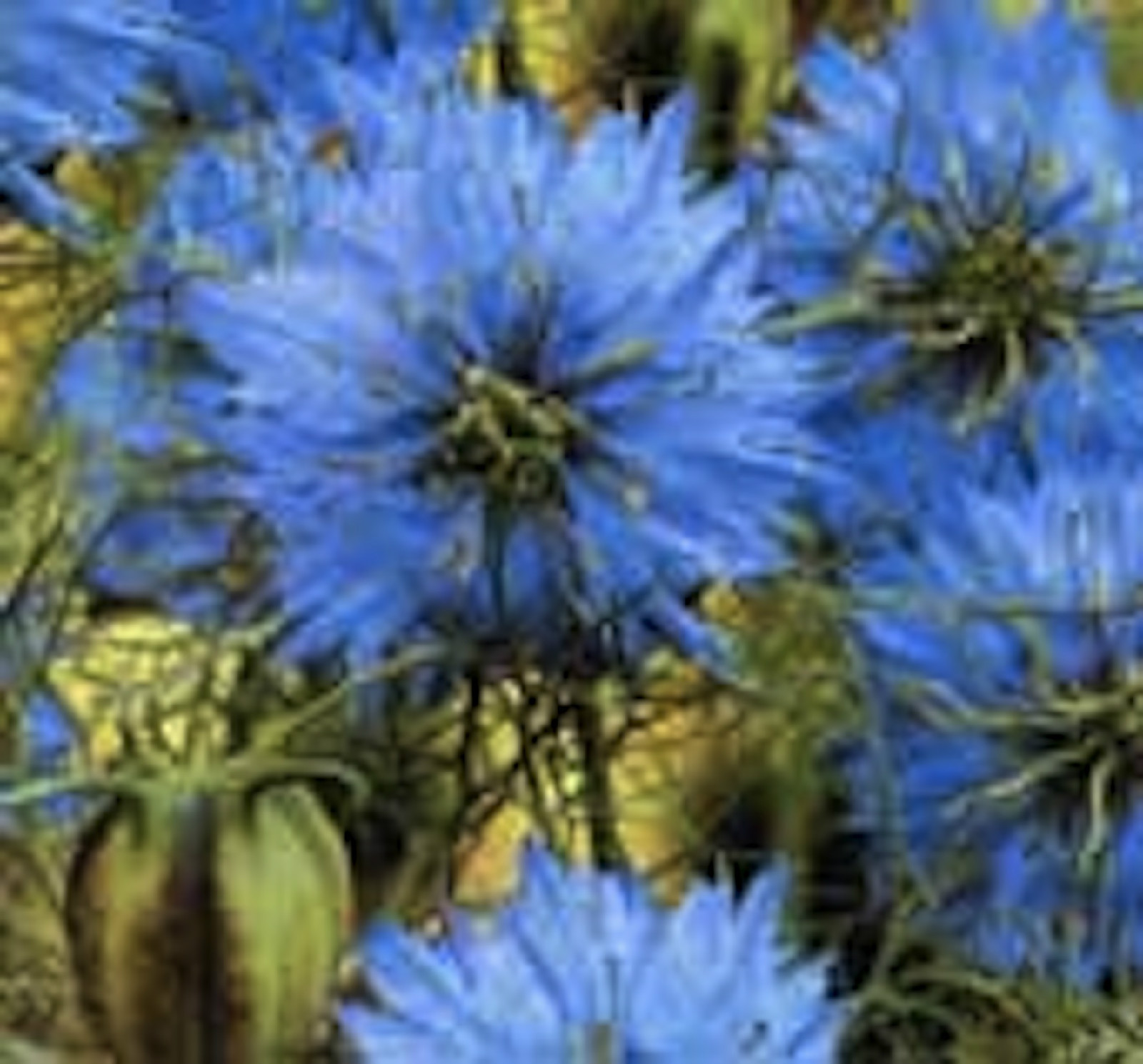 Love in a Mist (Nigella) Seeds