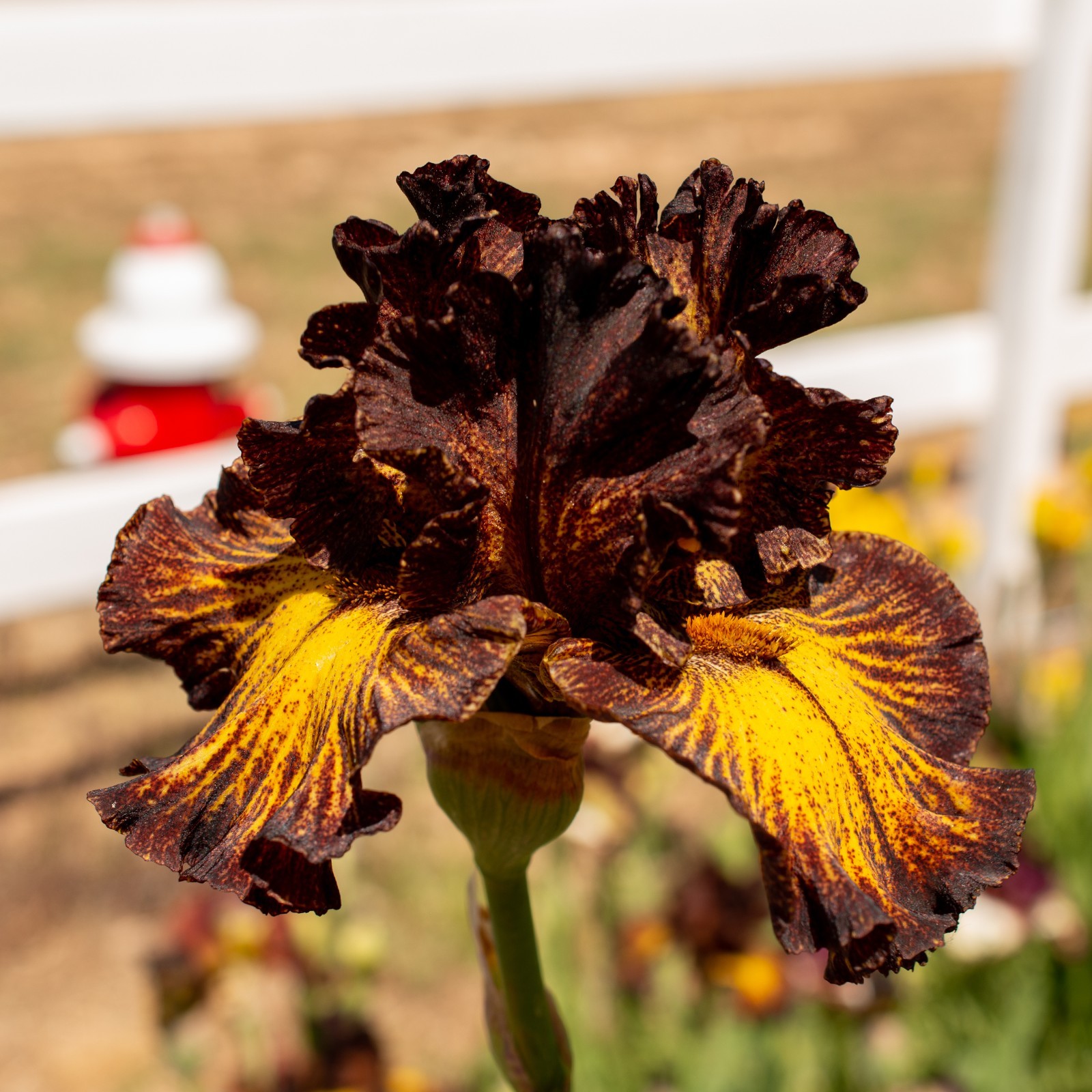 **SORBONNE** Tall Bearded Iris. Pre-Order, Combined Shipping: Jul – Sep