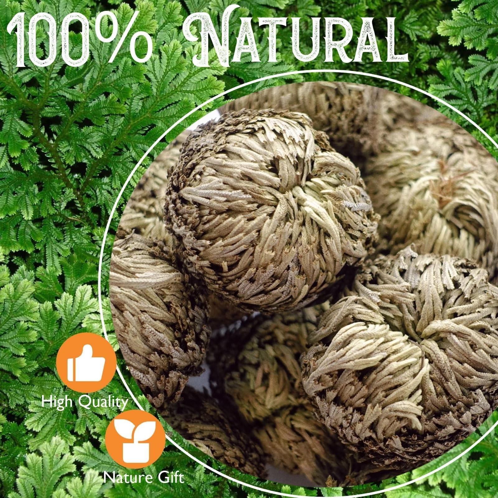 4-Pack Large Premium Dried Rose of Jericho, Selaginella Resurrection Grass, D