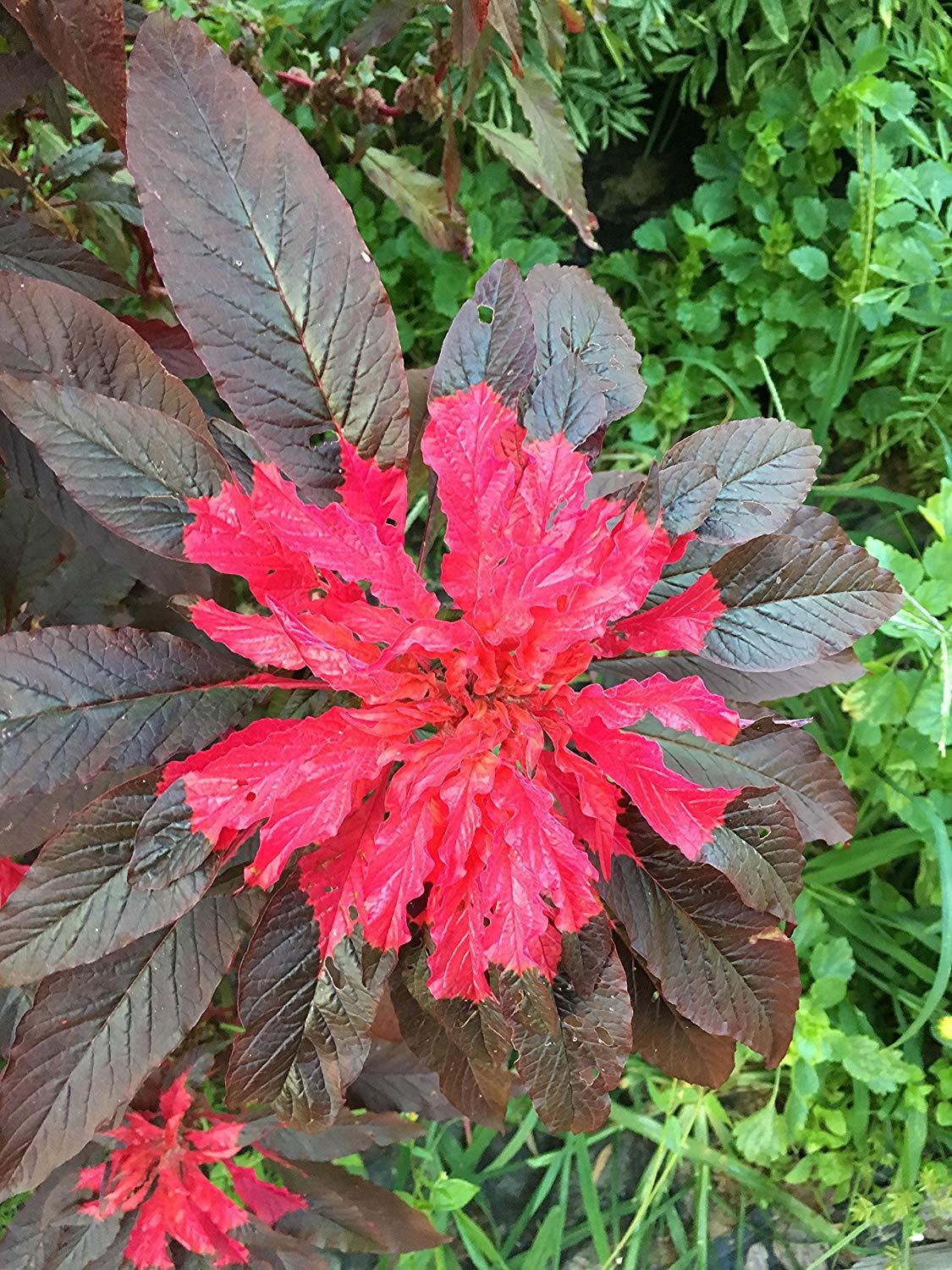 Joseph’s Coat Amaranthus “Molten Fire” Amaranth Summer Poinsettia Premium Pack