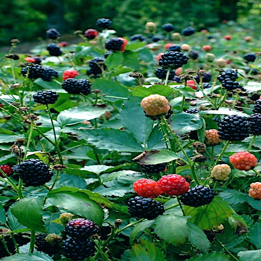 20 BLACKBERRY BUSH SEEDS (Rubus allegheniensis) Garden Fruit Plant Hardy-Zone 3