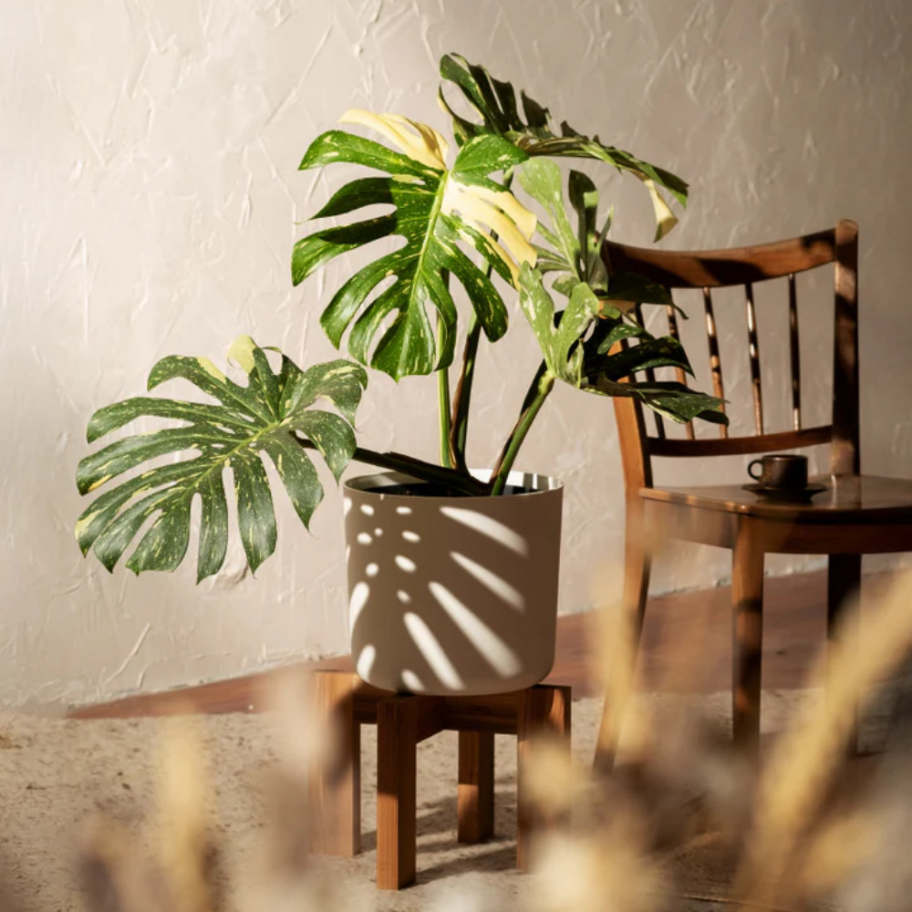 Thai Constellation Monstera Live Plant 4-6 Inches Tall Healthy Rooted Variegated