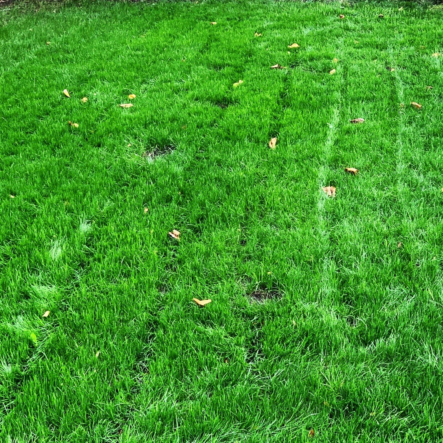 Xtreme Green Turf Type Tall Fescue Seeds – For 2026 Planting Cool Season