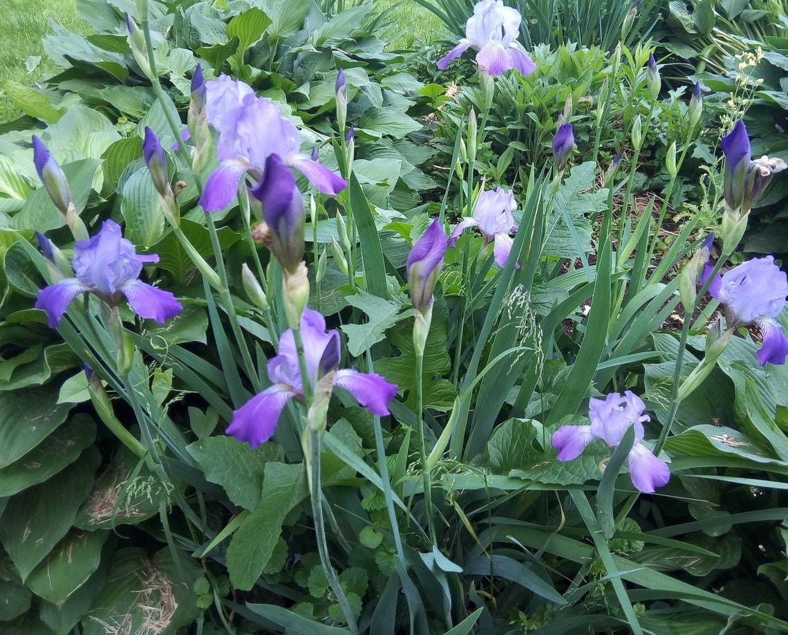 Flash Sale 3 Iris Heirloom Bearded live Plant Rhizomes TwoTone Purple Perennial