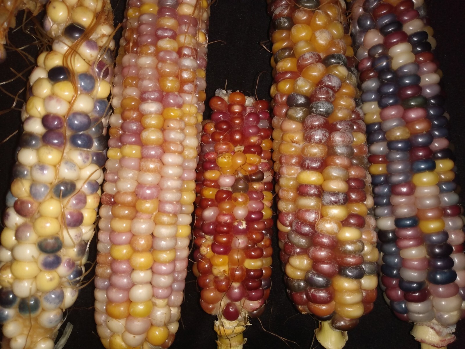 Glass Gem Corn Seeds (10 seeds) Organic USA Grown