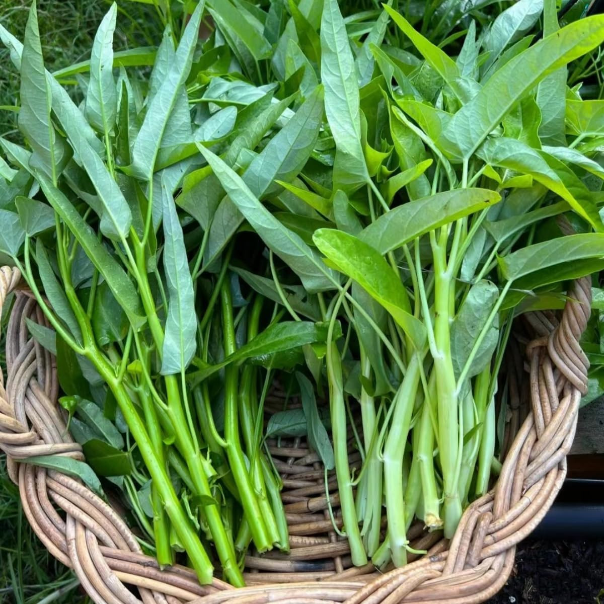 2000+ Kong Xin CAI Vegetable Seeds Water Spinach Kangkong Delicious Vegetable Se