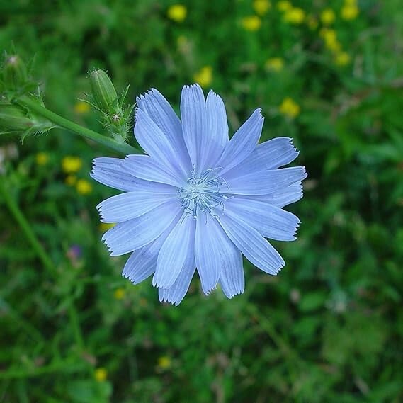 500+Chicory Seeds Blue Sailors CoffeeWeed FrenchEndive Perennial Herb Flower USA