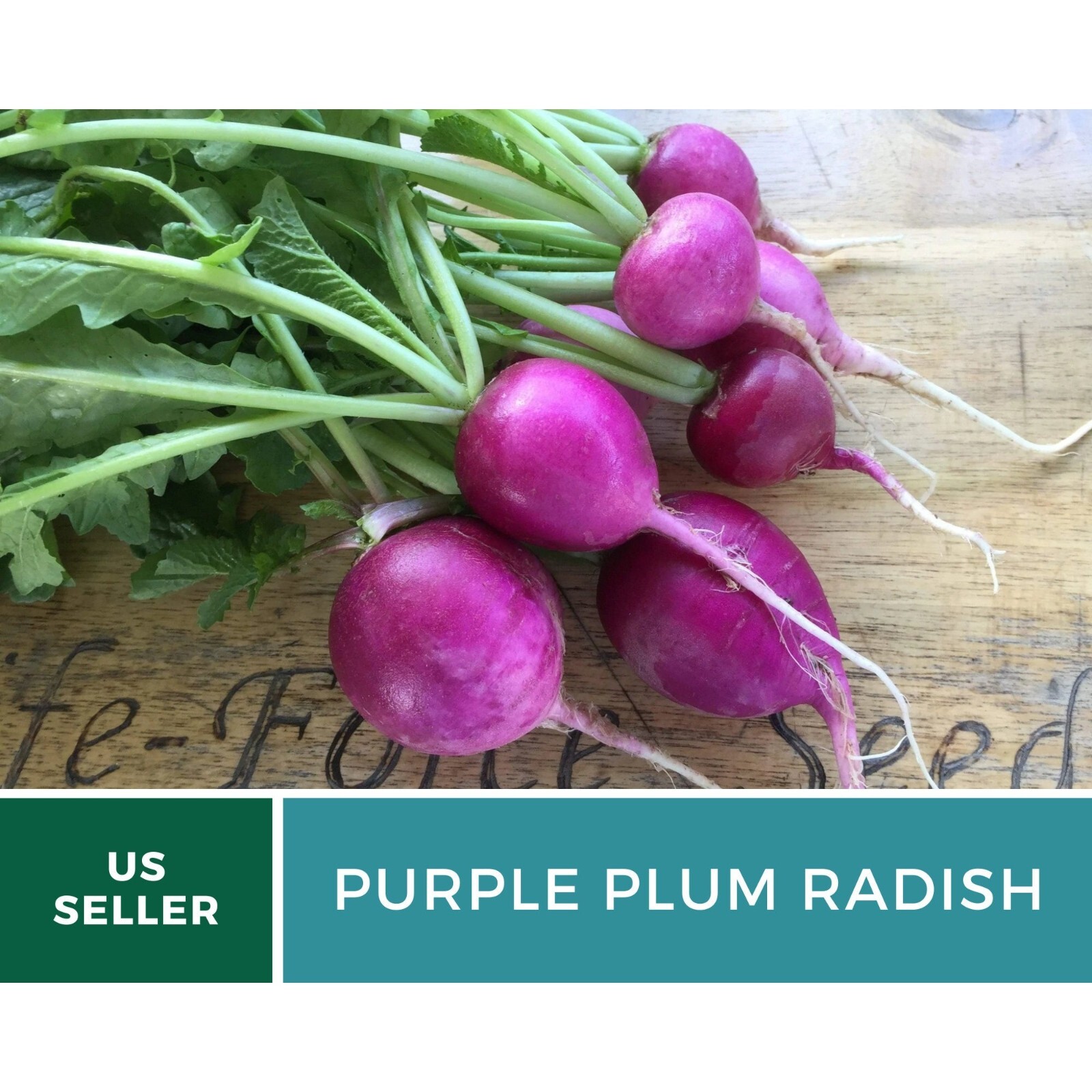 Radish, Purple Plum – 250 Seeds – Heirloom – GMO Free – Sow Spring or Late Summe