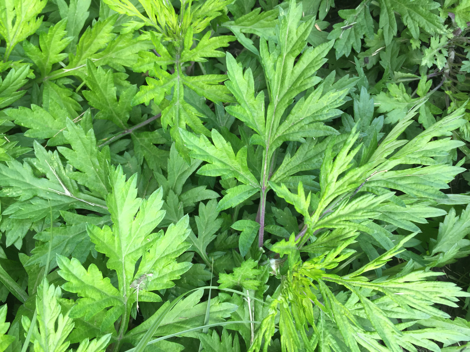 Mugwort Seeds 500+ Artemisia Vulgaris Medicinal Herb HEIRLOOM USA FREE S&H