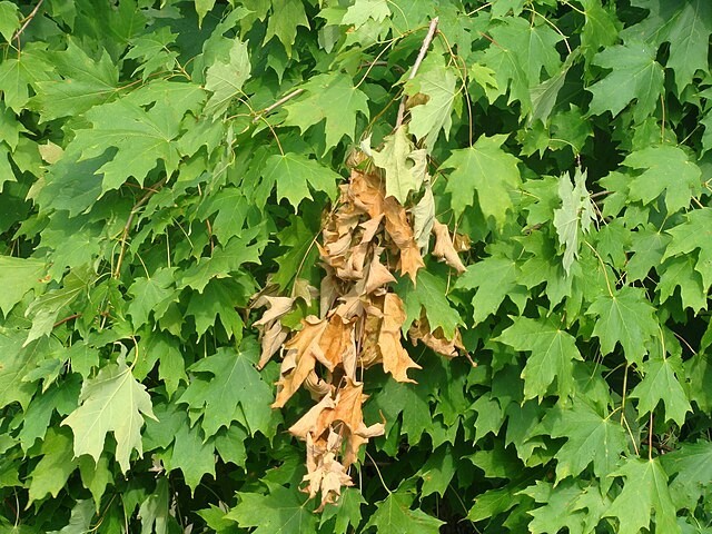 Acer saccharum | Sugar Maple | 10 Seeds