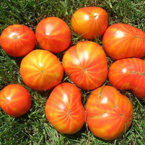 Mr. Stripey Tomato Seeds 25 Ct Vegetable Heirloom NON-GMO FREE S&H INDETERMINATE