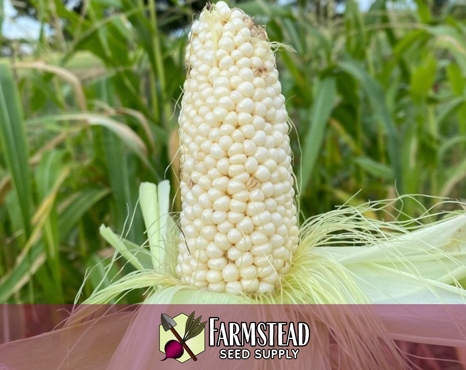130+ Sweet Corn Seeds [Country Gentleman] Vegetable Gardening, Heirloom, Non-GMO