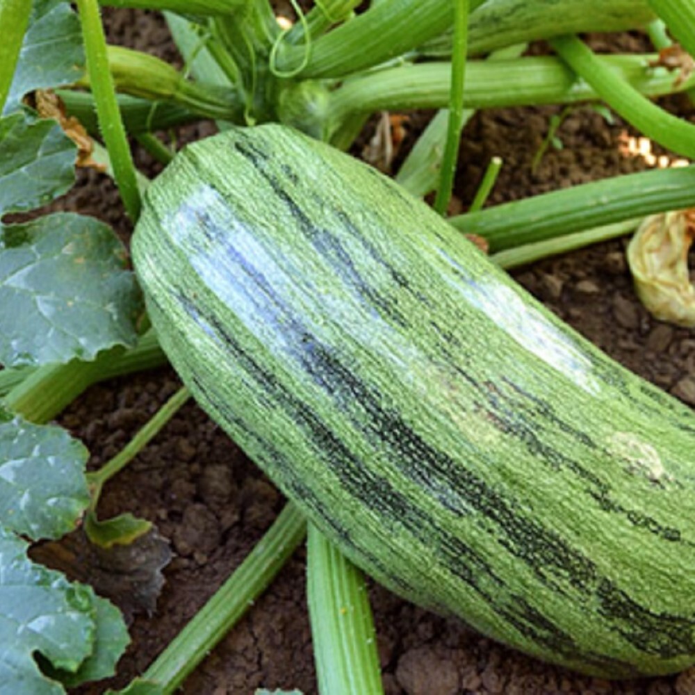 Italian Genovese Squash Seeds | NON-GMO | Heirloom | Fresh Garden Seeds