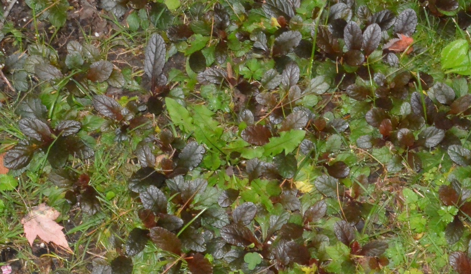 10 Ajuga reptans ‘Bugleweed’ ground cover~ Rooted Cuttings / STARTER plants