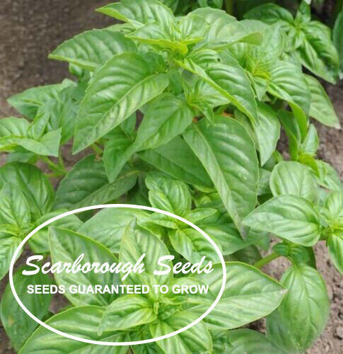 SCARBOROUGH SEEDS Italian Large Leaf Basil, Heirloom Herb 500 Seeds, non GMO