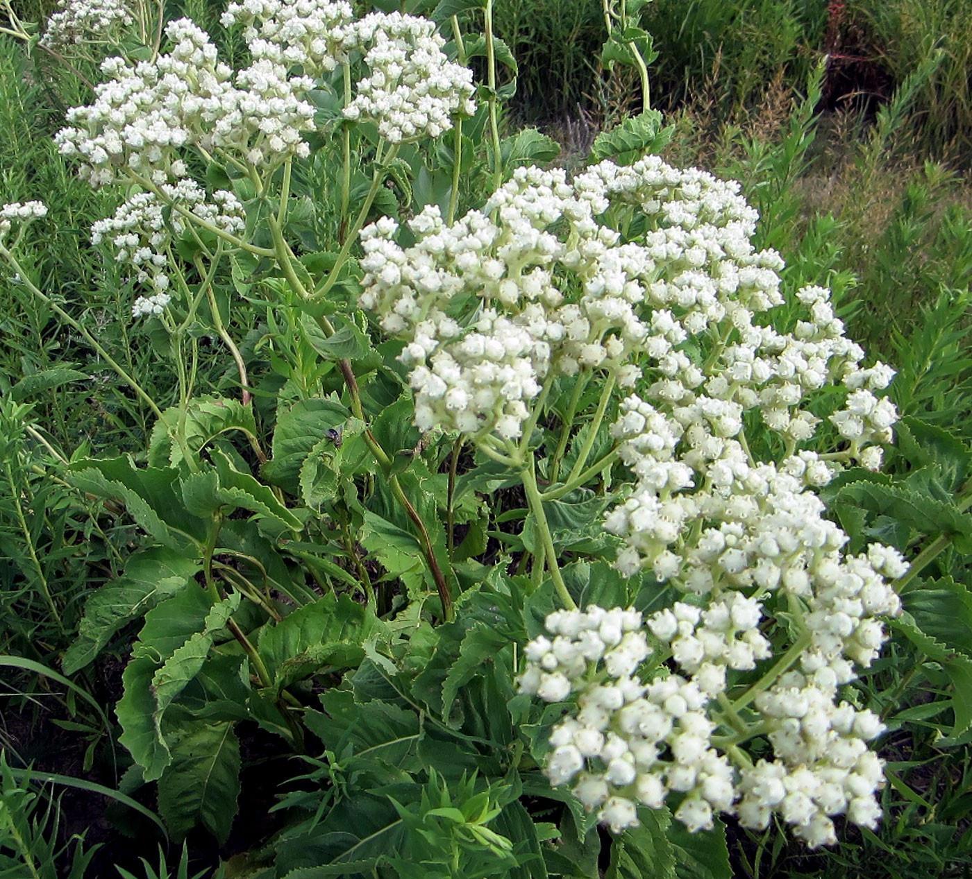 Parthenium integrifolium FEVERFEW aka WILD QUININE Herb Seeds!