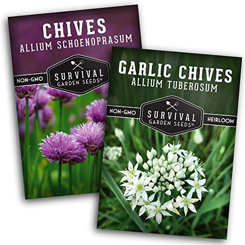 Chive Seed Collection – Common & Garlic Chives – 2 Packets of Non-GMO Heirloom