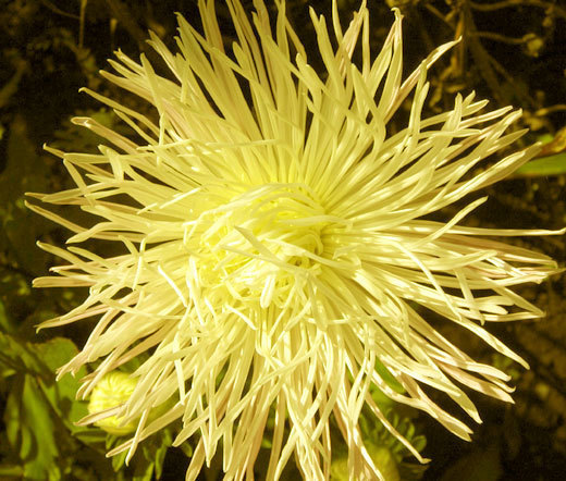 ASTER NEEDLE UNICUM YELLOW Callistephus Chinensis – 200 Bulk Seeds