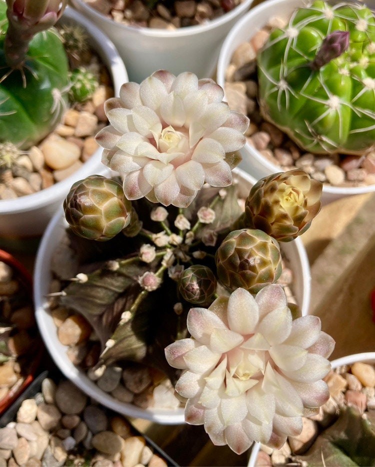 Seed- Gymnocalycium friedrichii hybrid (multicolor double petal) 25-500