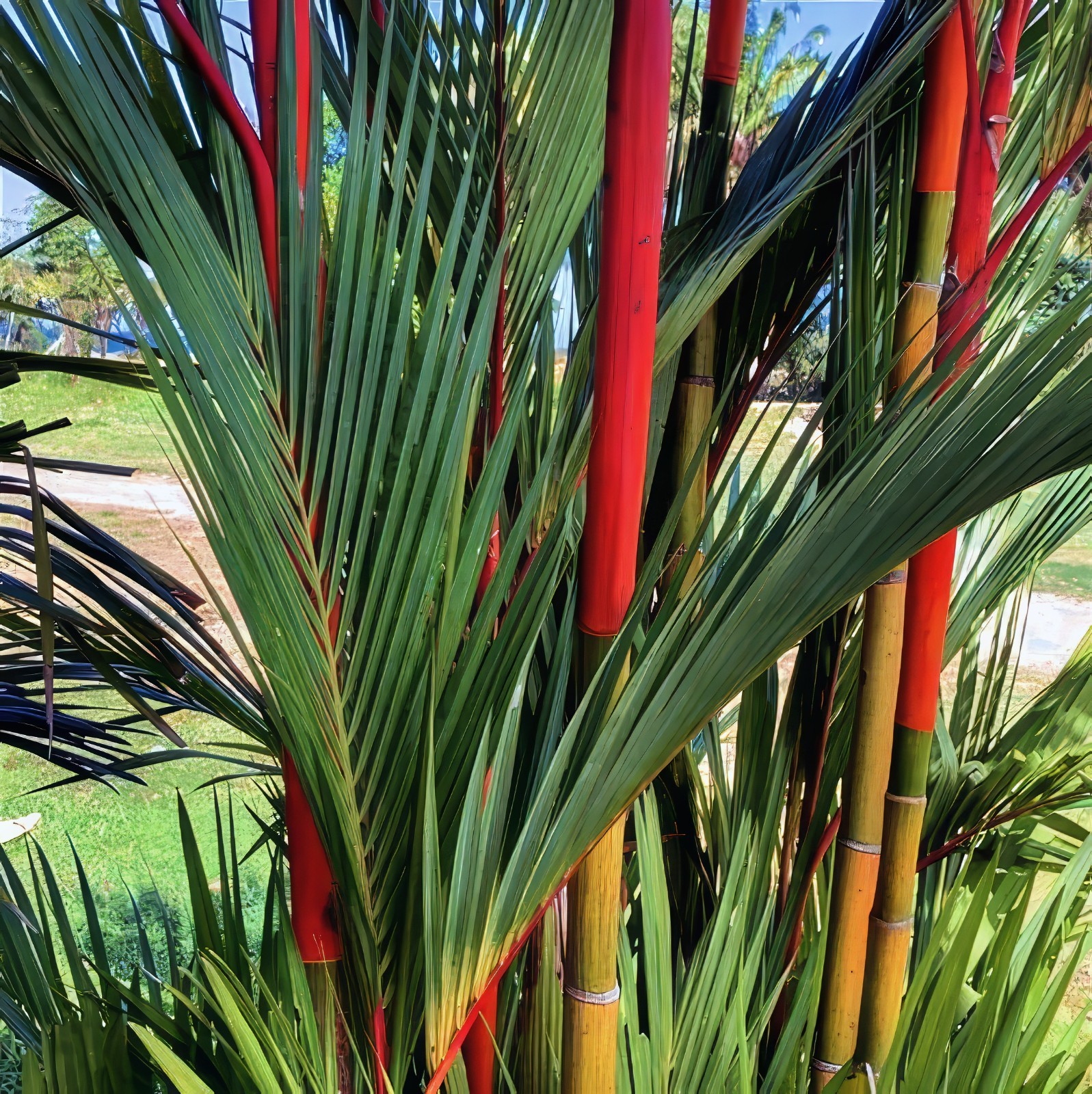 RED SEALING WAX “LIPSTICK PALM” TREE SEEDS (Cyrtostachys renda) House Plant RARE