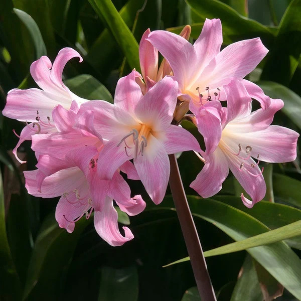 Pink Naked Lady Bulbs (Amaryllis)- Mature Large Bulbs Around 3″-4″ diameter
